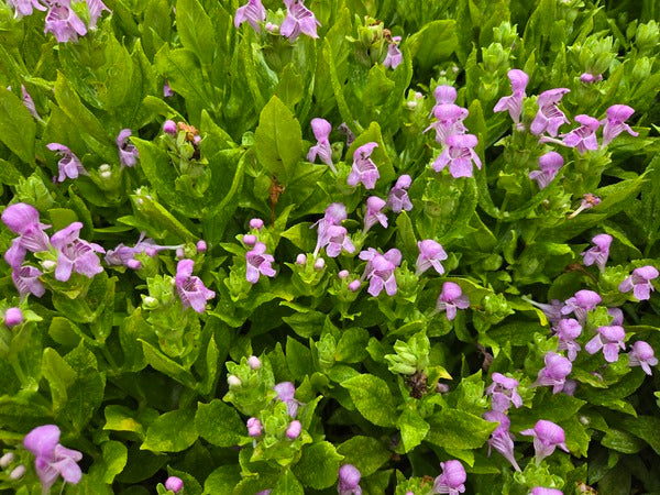 Image of Macbridea caroliniana taken at Harris County, GA by JLBG