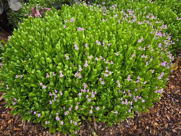 Image of Macbridea caroliniana taken at Harris County, GA by JLBG