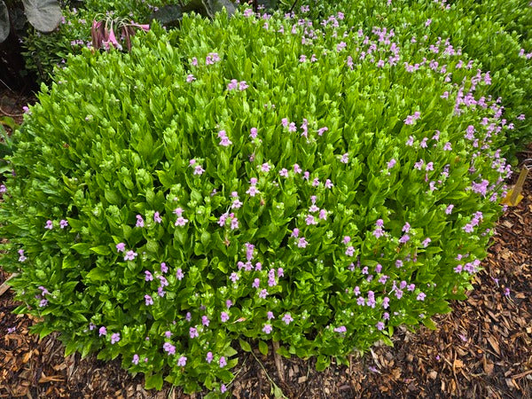 Image of Macbridea caroliniana taken at Harris County, GA by JLBG