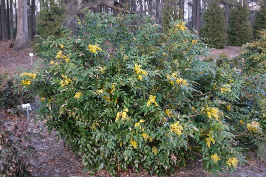 Image of Mahonia gracilis taken at Juniper Level Botanic Gdn, NC by JLBG