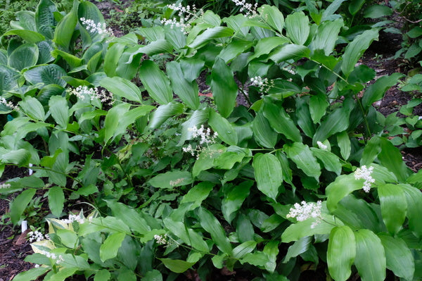 Image of Maianthemum racemosum ssp. amplexicaule taken at Juniper Level Botanic Gdn, NC by JLBG