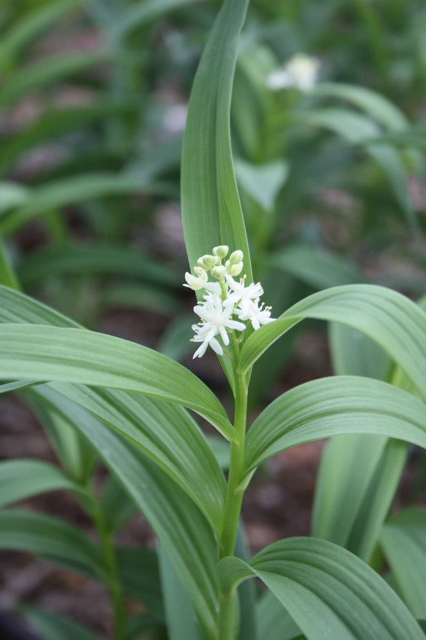 Image of Maianthemum stellatum 'Blue Dune' taken at Juniper Level Botanic Gdn, NC by JLBG