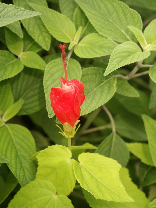 Image of Malvaviscus drummondii 'Big Momma' taken at Juniper Level Botanic Gdn, NC by JLBG
