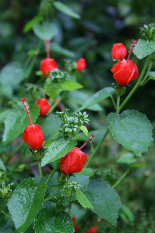 Image of Malvaviscus drummondii taken at Juniper Level Botanic Gdn, NC by JLBG