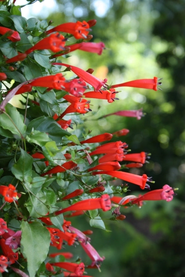 Image of Manettia cordifolia taken at Juniper Level Botanic Gdn, NC by JLBG