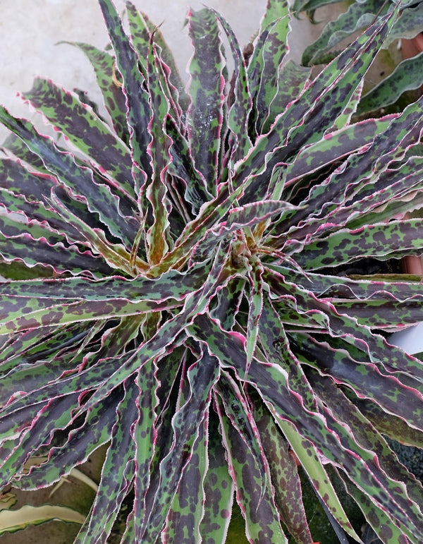 Image of Manfreda undulata 'Cherry Chocolate Chip' PP 29,918 taken at Walters Gardens, MI