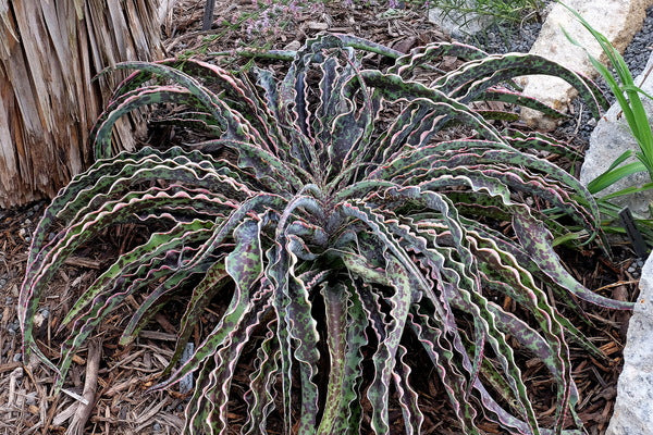 Image of Manfreda undulata 'Cherry Chocolate Chip' PP 29,918 taken at Juniper Level Botanic Gdn, NC by JLBG