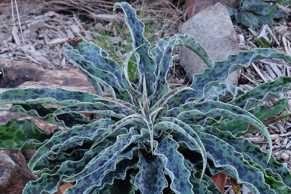 Image of Manfreda undulata 'Mint Chocolate Chip' PP 29,343