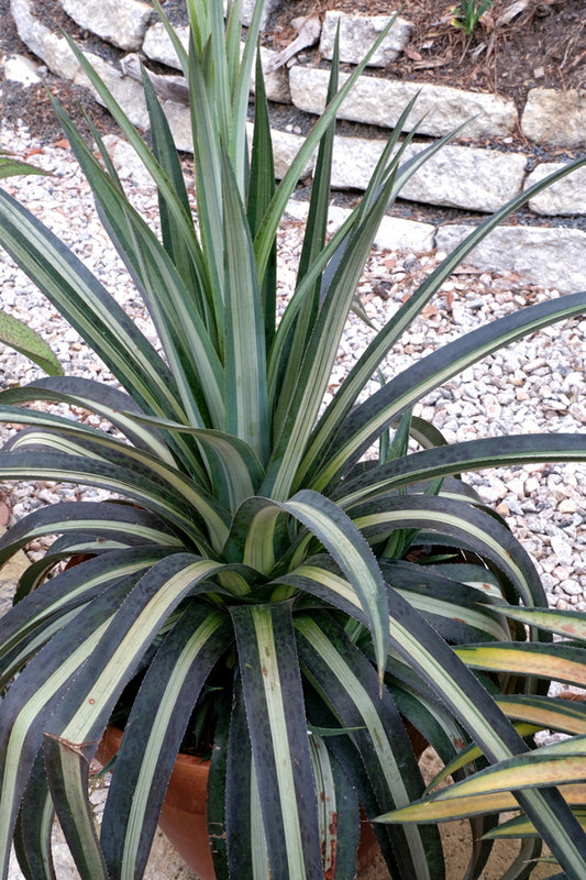 Image of Mangave 'Arctic Fox'  taken at Juniper Level Botanic Gdn, NC by JLBG