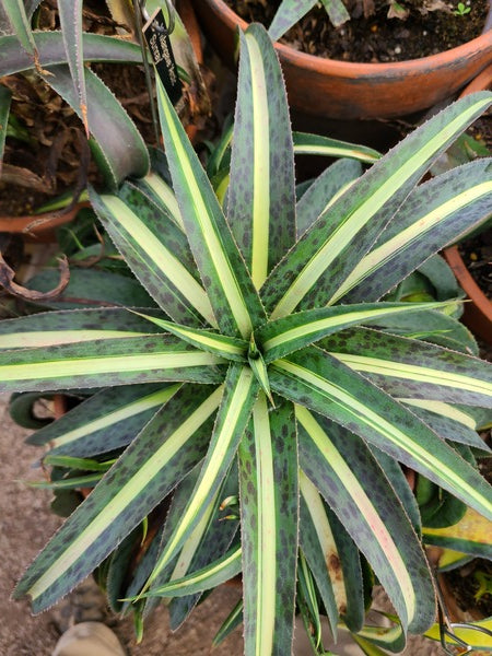 Image of Mangave 'Arctic Sunray' taken at Juniper Level Botanic Gdn, NC by JLBG