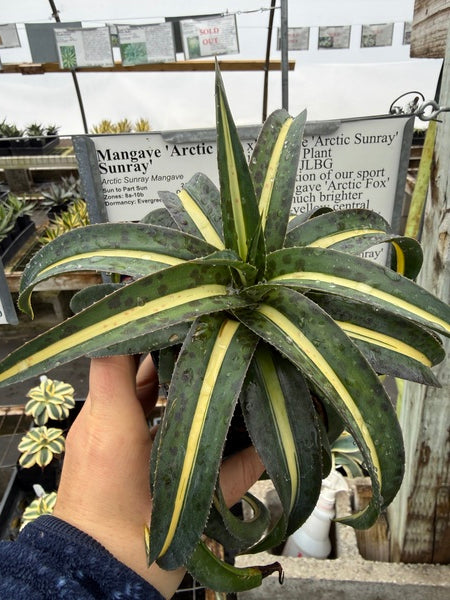 Image of Mangave 'Arctic Sunray'