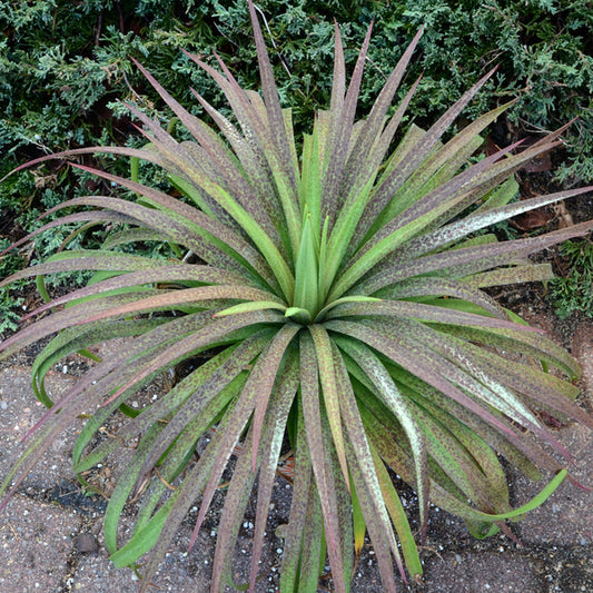Image of Mangave 'Bad Hair Day' PP 29,313 taken at Walters Gardens, MI
