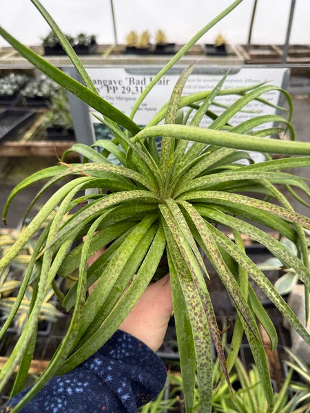 Image of Mangave 'Bad Hair Day' PP 29,313