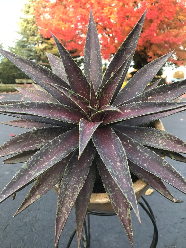 Image of Mangave 'Blazing Saddles' PP 31,274 taken at Walters Gardens, MI by H. Hansen