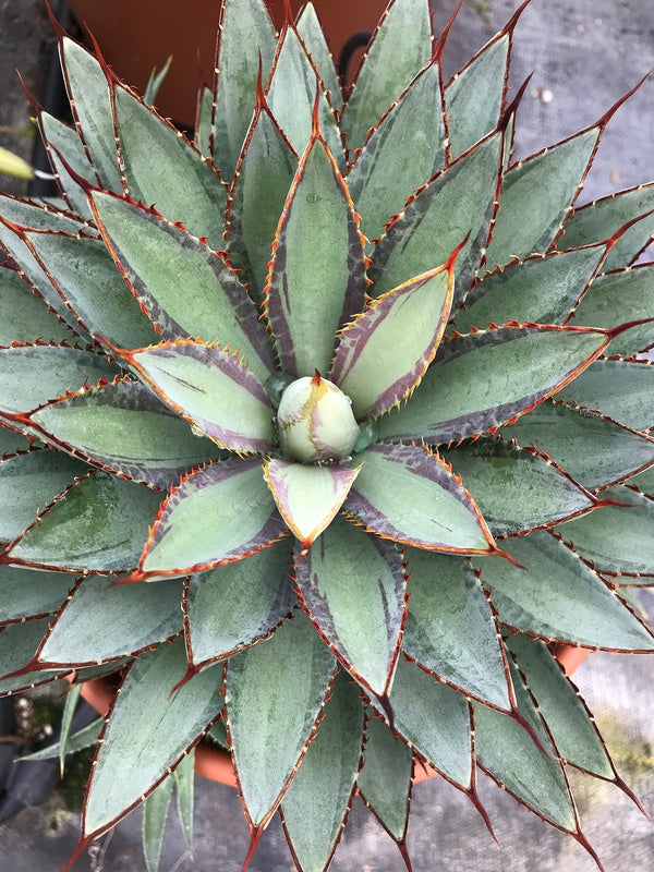 Image of Mangave 'Bloodlines' taken at Walters Gardens, MI by H. Hansen