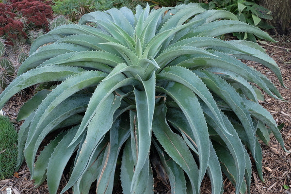 Image of Mangave 'Blue Mammoth' taken at Juniper Level Botanic Gdn, NC by JLBG