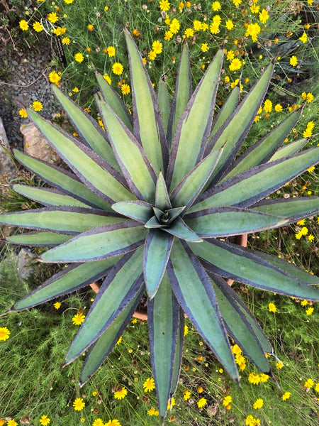 Image of Mangave 'Break of Dawn' taken at Juniper Level Botanic Gdn, NC by JLBG