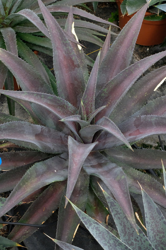 Image of Mangave 'Center of Attention' PP 33,630 taken at Walters Gardens, MI by Walters Gardens