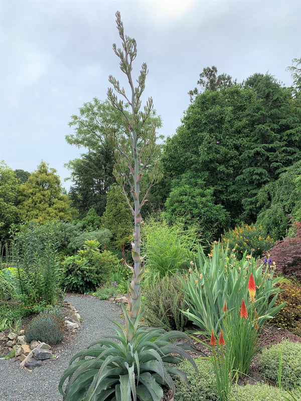 Image of Mangave 'Falling Waters' PP 30,650 taken at Juniper Level Botanic Gdn, NC by C. Hardison