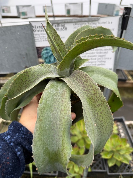 Image of Mangave 'Falling Waters' PP 30,650