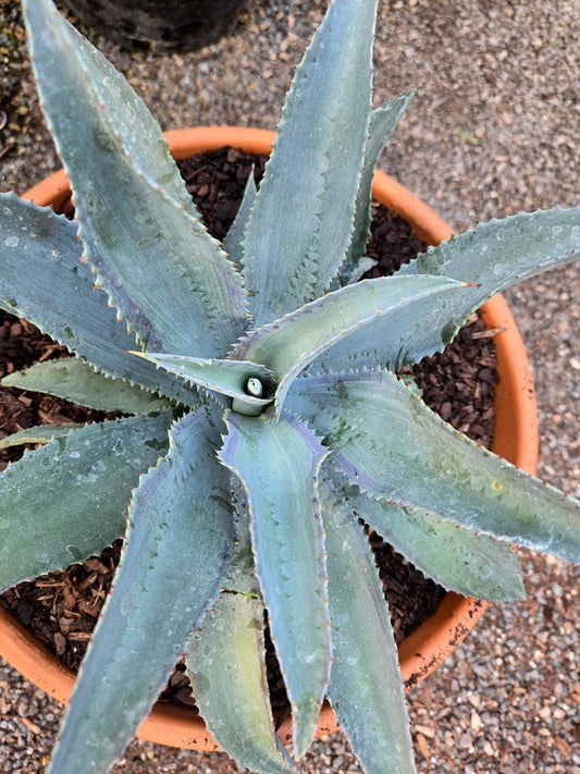 Image of Mangave 'Foxtrot' taken at Juniper Level Botanic Gdn, NC by JLBG