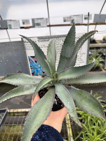 Image of Mangave 'Foxtrot'