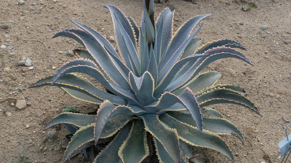 Image of Mangave 'Foxy Lady' PP 33,032 taken at Walters Gardens, MI by JLBG