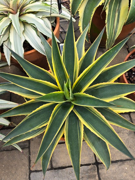 Image of Mangave 'Golden Friendship' taken at Juniper Level Botanic Gdn, NC by JLBG