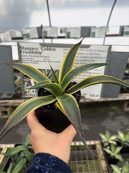 Image of Mangave 'Golden Friendship'