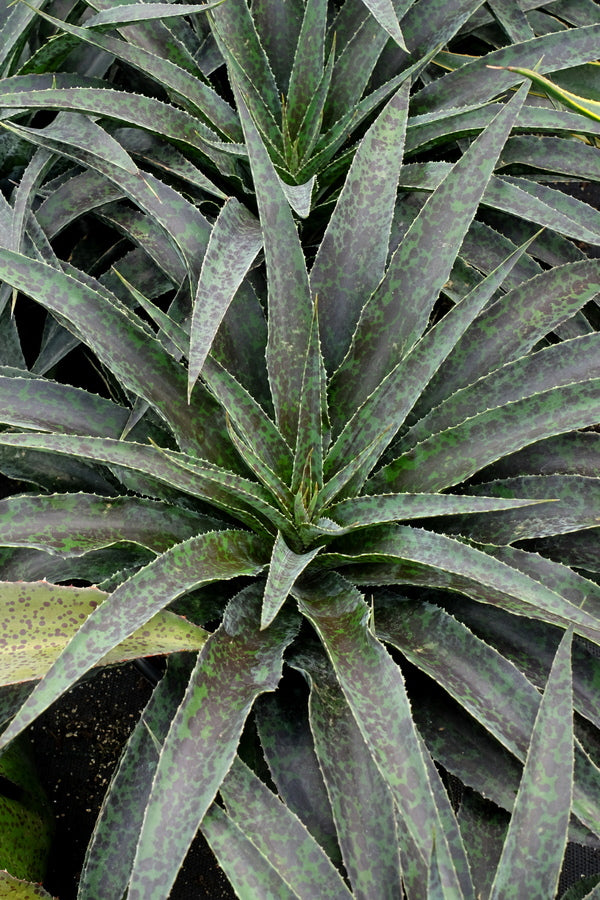 Image of Mangave 'Inkblot' PP 29,431 taken at Walters Gardens, MI