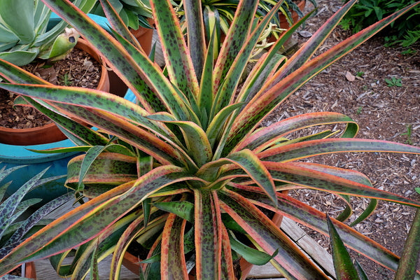 Image of Mangave 'Kaleidoscope' PP 28,614 taken at Juniper Level Botanic Gdn, NC by JLBG