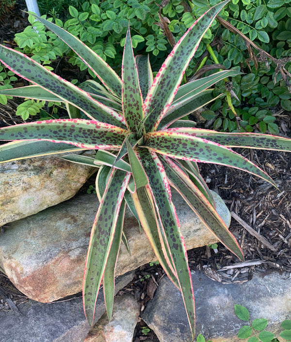 Image of Mangave 'Kaleidoscope' PP 28,614 taken at Juniper Level Botanic Gdn, NC by C. Hardison