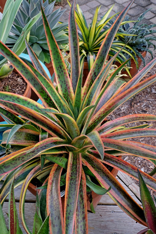 Image of Mangave 'Kaleidoscope' PP 28,614 taken at Juniper Level Botanic Gdn, NC by JLBG