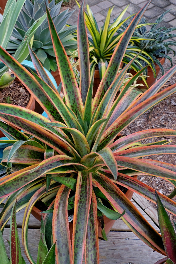 Image of Mangave 'Kaleidoscope' PP 28,614 taken at Juniper Level Botanic Gdn, NC by JLBG