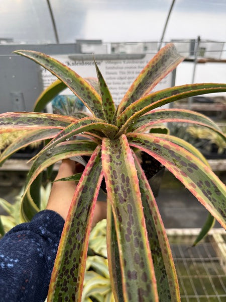 Image of Mangave 'Kaleidoscope' PP 28,614