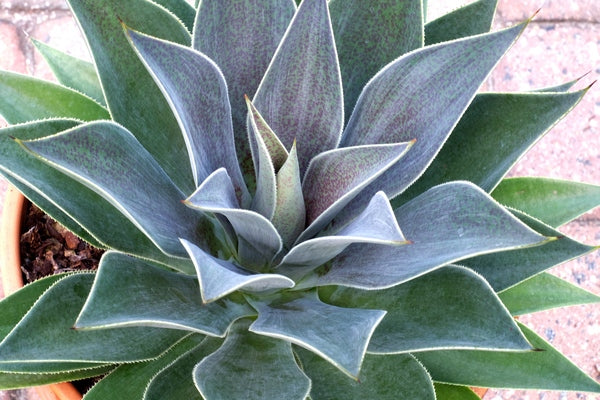 Image of Mangave 'Lavender Lady' PP 29,194 taken at Juniper Level Botanic Gdn, NC by JLBG