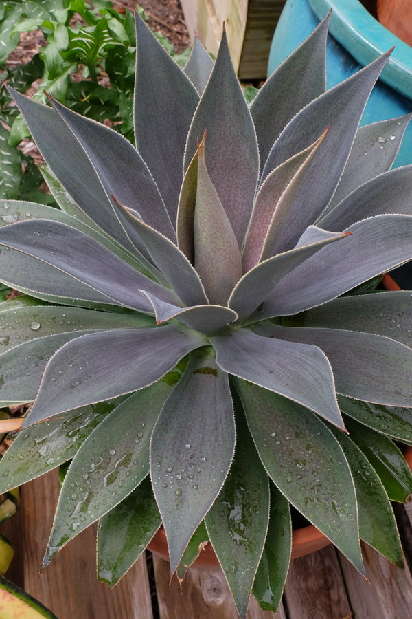 Image of Mangave 'Lavender Lady' PP 29,194 taken at Juniper Level Botanic Gdn, NC
