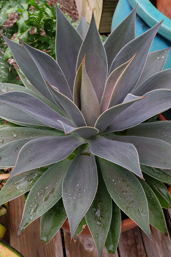 Image of Mangave 'Lavender Lady' PP 29,194 taken at Juniper Level Botanic Gdn, NC