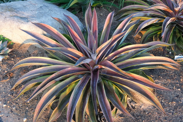 Image of Mangave 'Life on Mars' PP 32,939 taken at Walters Gardens, MI by JLBG
