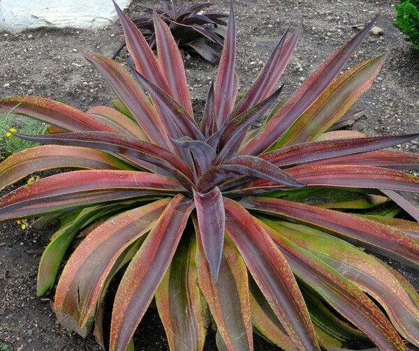 Image of Mangave 'Life on Mars' PP 32,939 taken at Walters Gardens, MI by JLBG