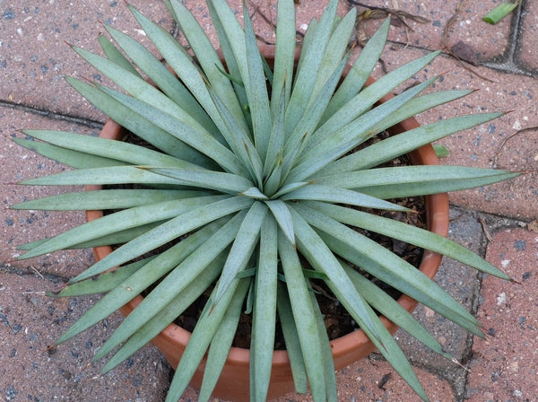 Image of Mangave 'Man of Steel' PP 29,196