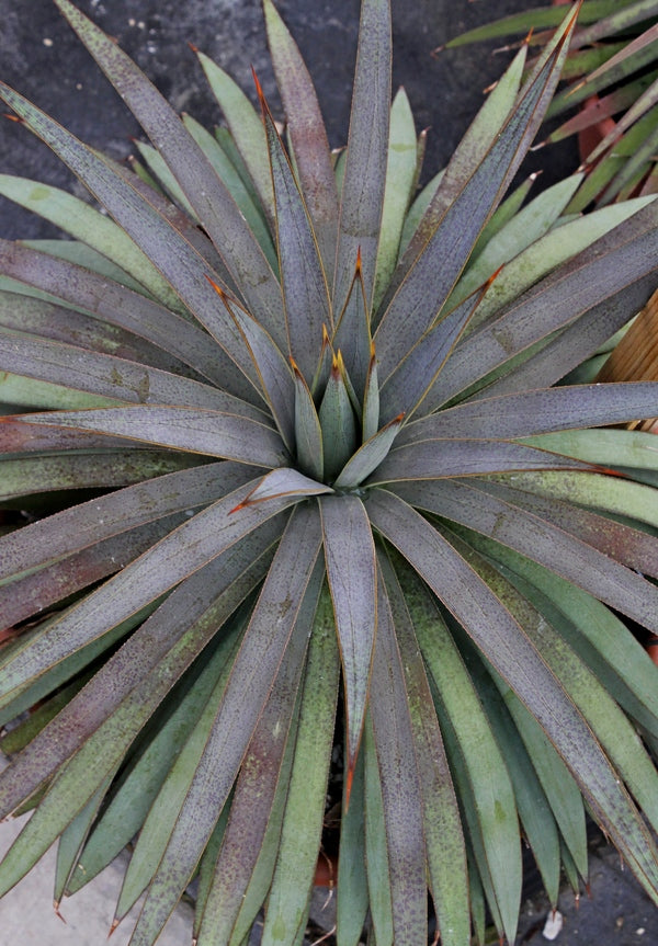 Image of Mangave 'Man of Steel' PP 29,196 taken at Walters Gardens, MI