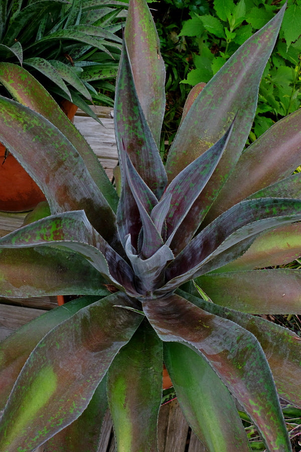 Image of Mangave 'Mission to Mars' PP 29,393 taken at Juniper Level Botanic Gdn, NC by JLBG