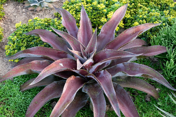 Image of Mangave 'Mission to Mars' PP 29,393 taken at Walters Gardens, MI by H. Hansen