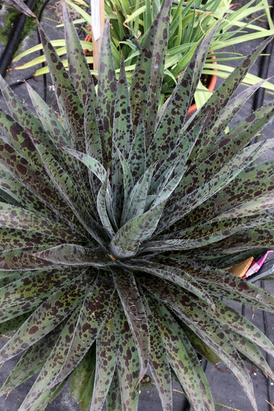 Image of Mangave 'Pineapple Express' PP 28,613 taken at Walters Gardens, MI