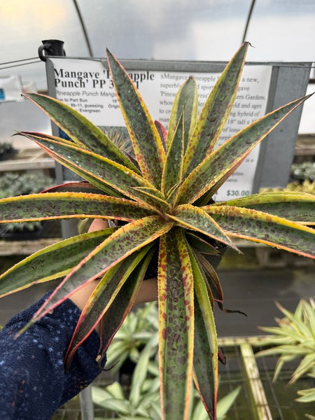 Image of Mangave 'Pineapple Punch' PP 32,041