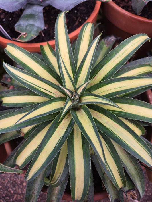 Image of Mangave 'Pineapple Smoothie' taken at Juniper Level Botanic Gdn, NC by JLBG