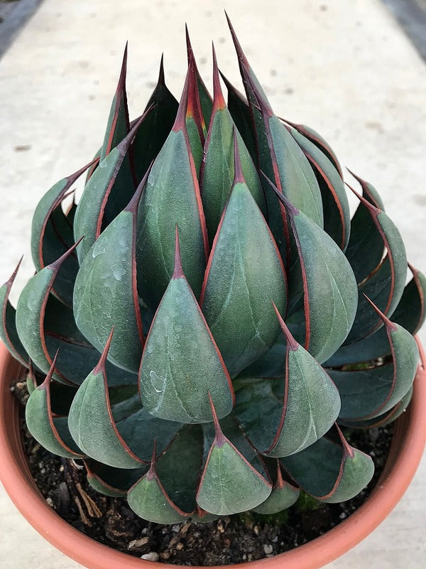 Image of Mangave 'Praying Hands' PP 34,508 taken at Walters Gardens, MI by H. Hansen