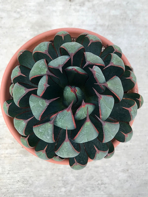 Image of Mangave 'Praying Hands' PP 34,508 taken at Walters Gardens, MI by H. Hansen