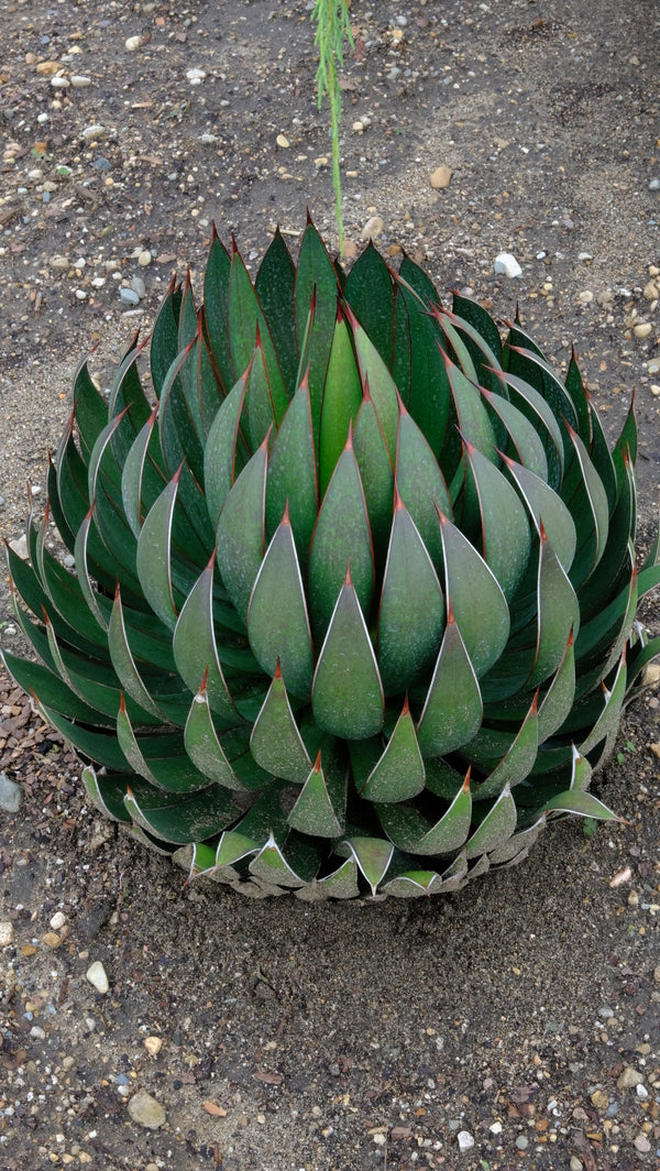 Image of Mangave 'Praying Hands' PP 34,508 taken at Walters Gardens, MI by JLBG